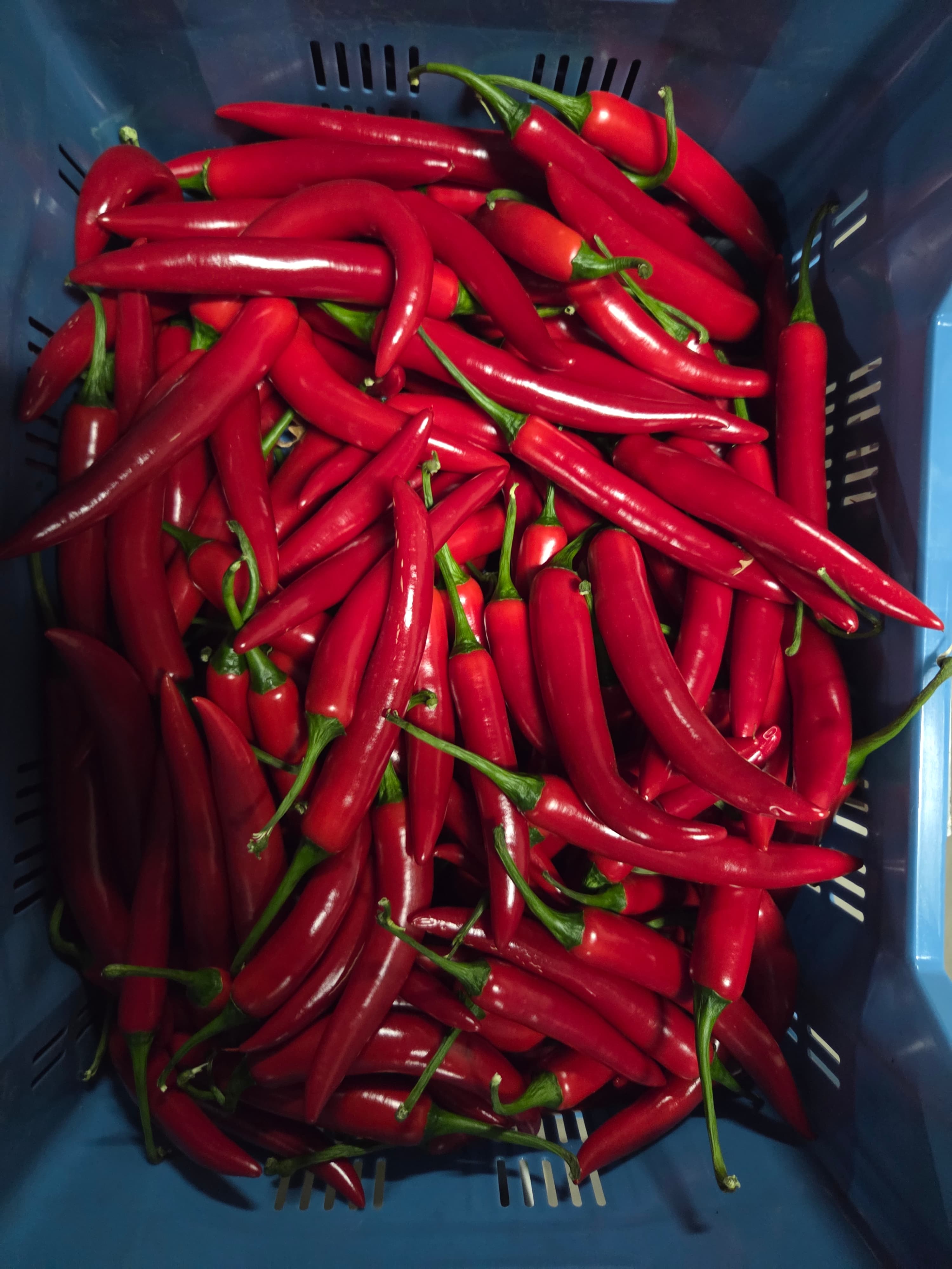 Peper