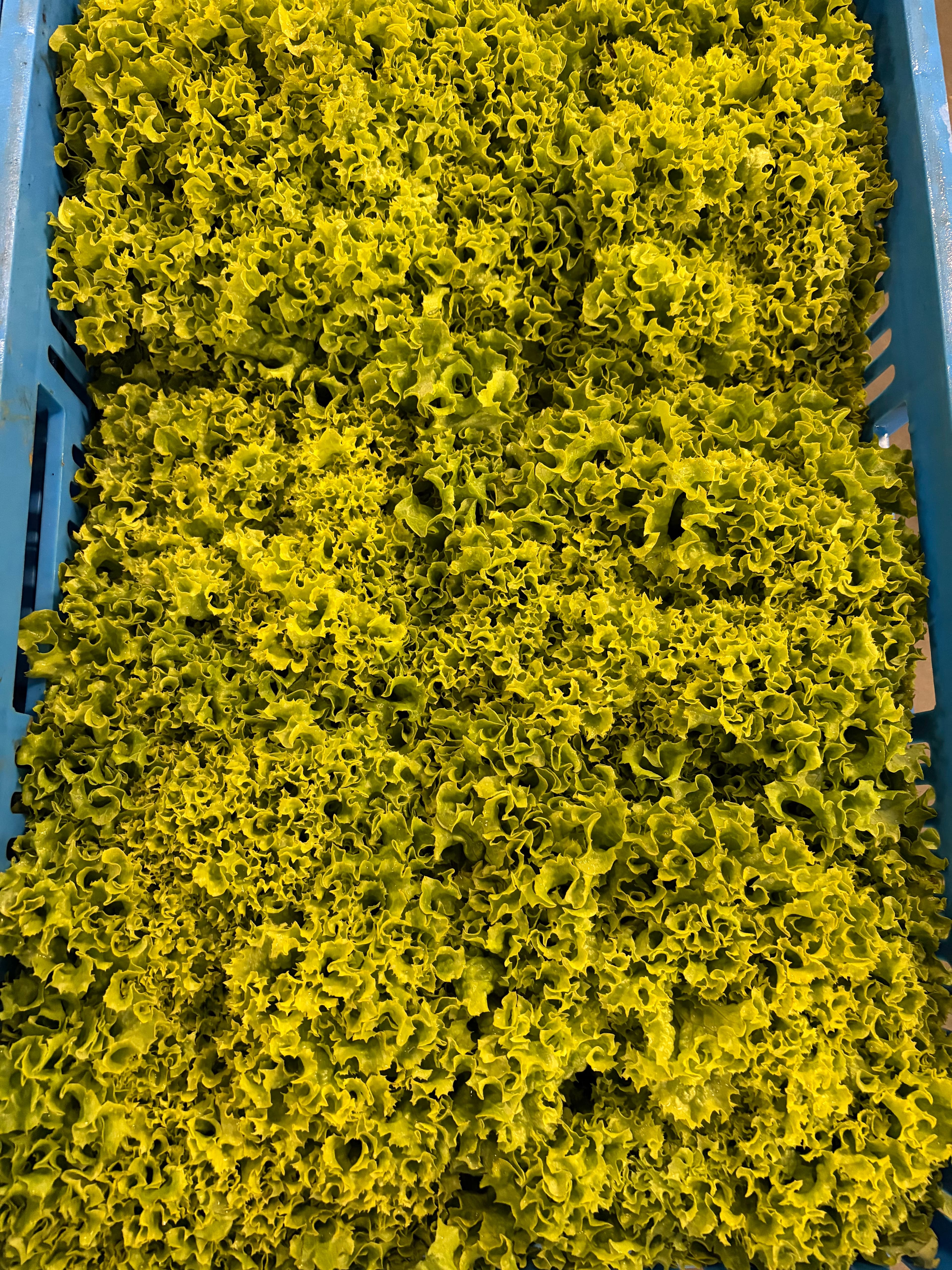 Groene Krulandijvie