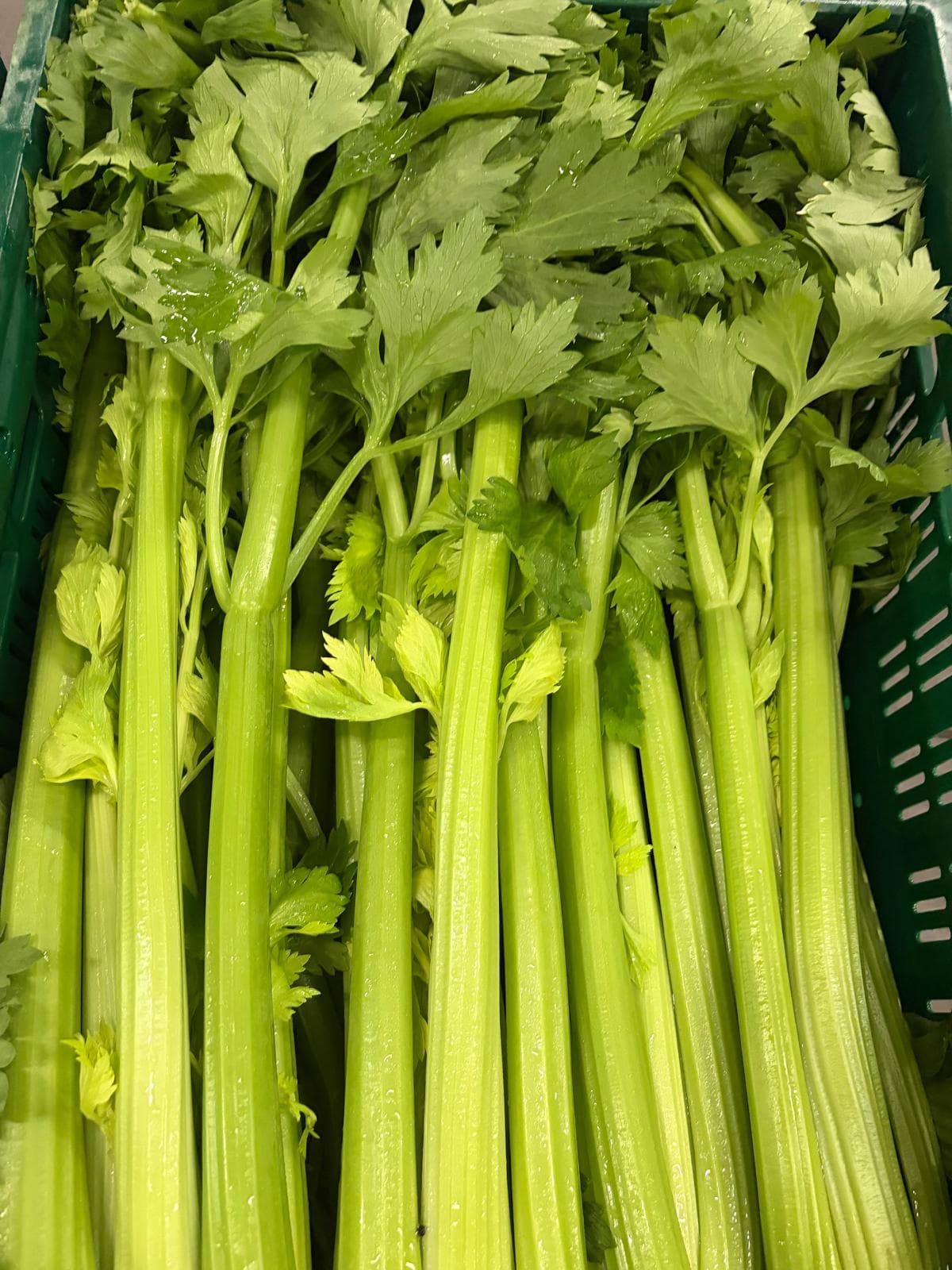 Groene Selder