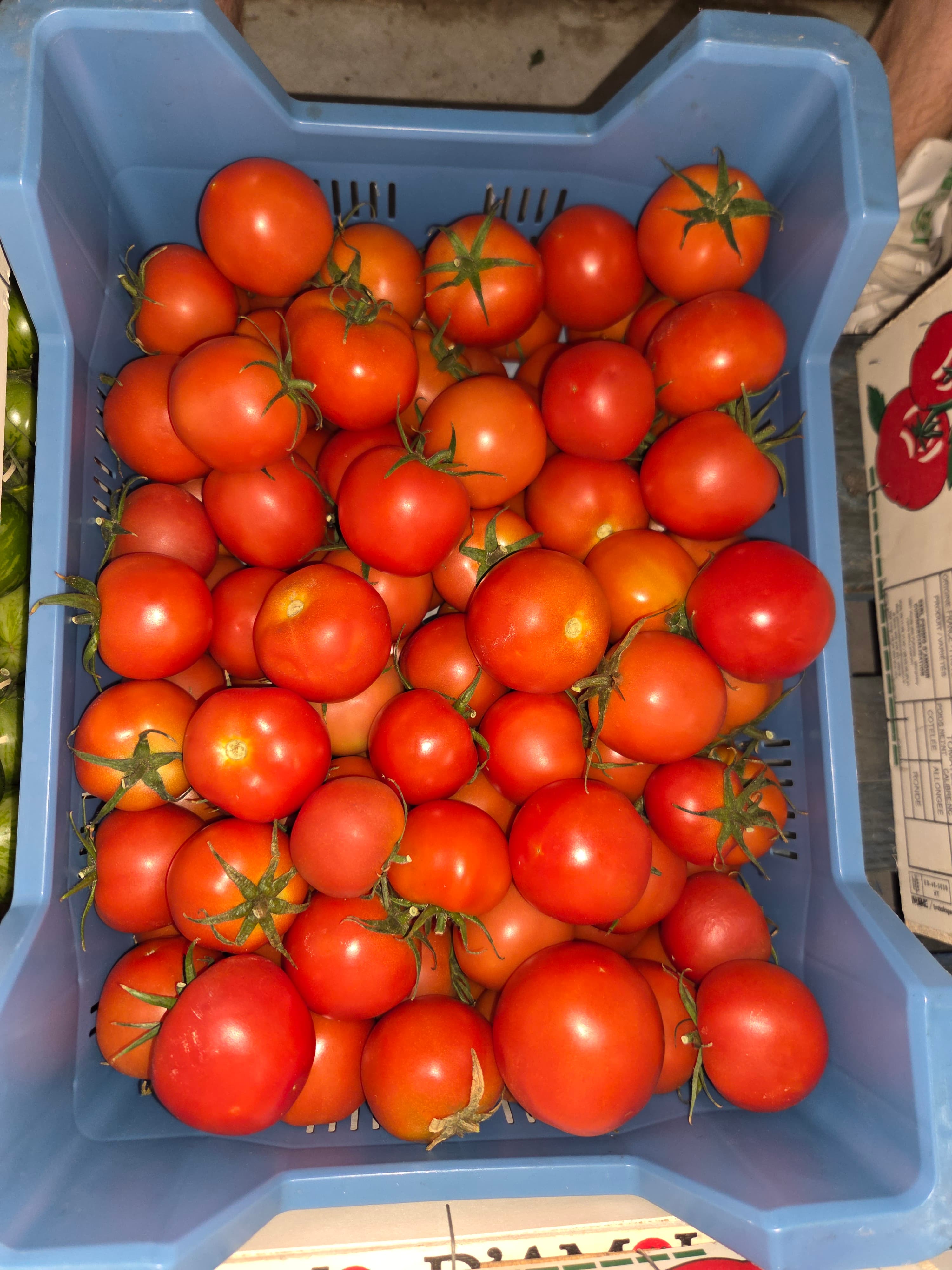 C Tomaten Gustavine