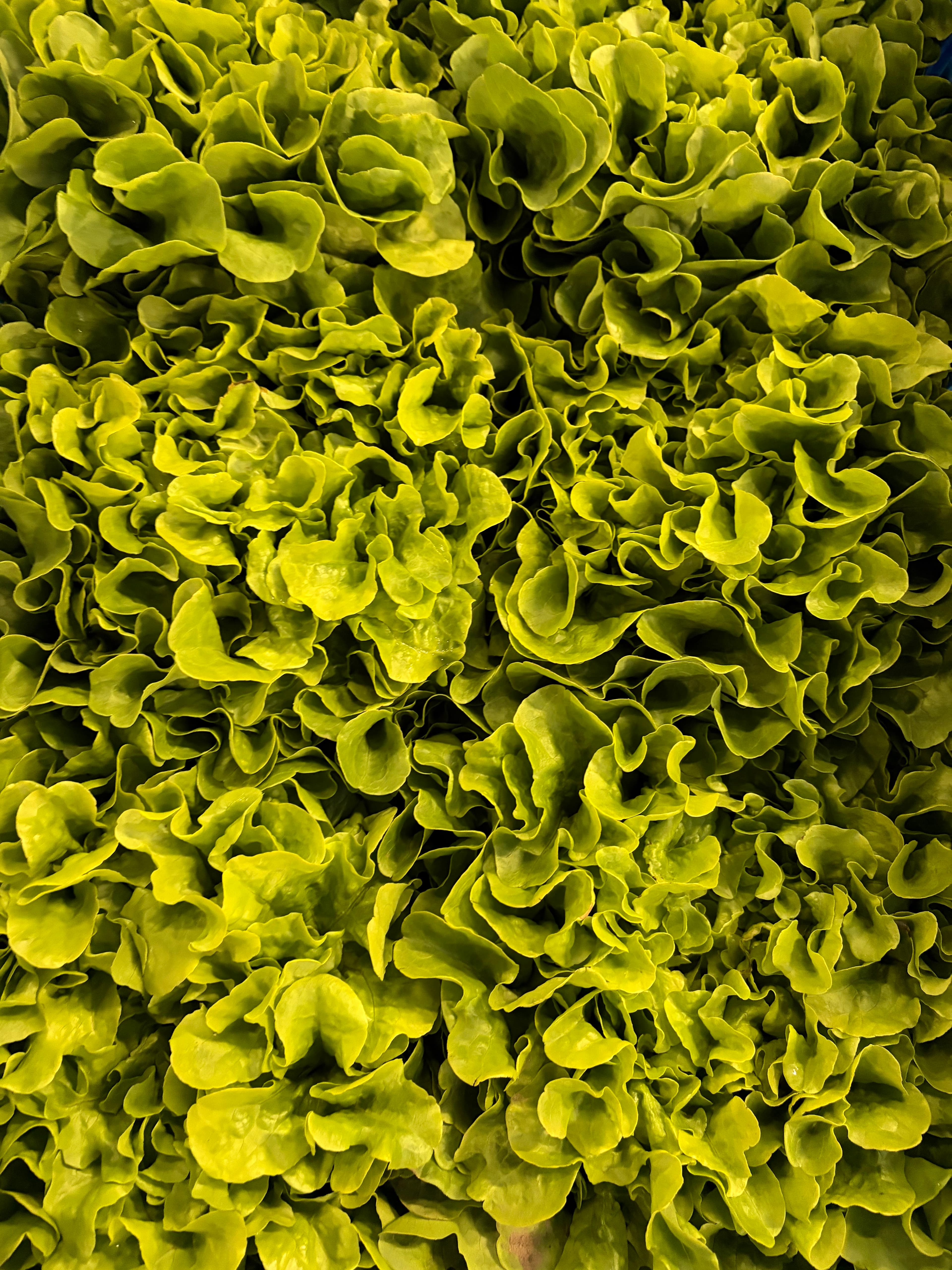 Groene Eikenbladsla