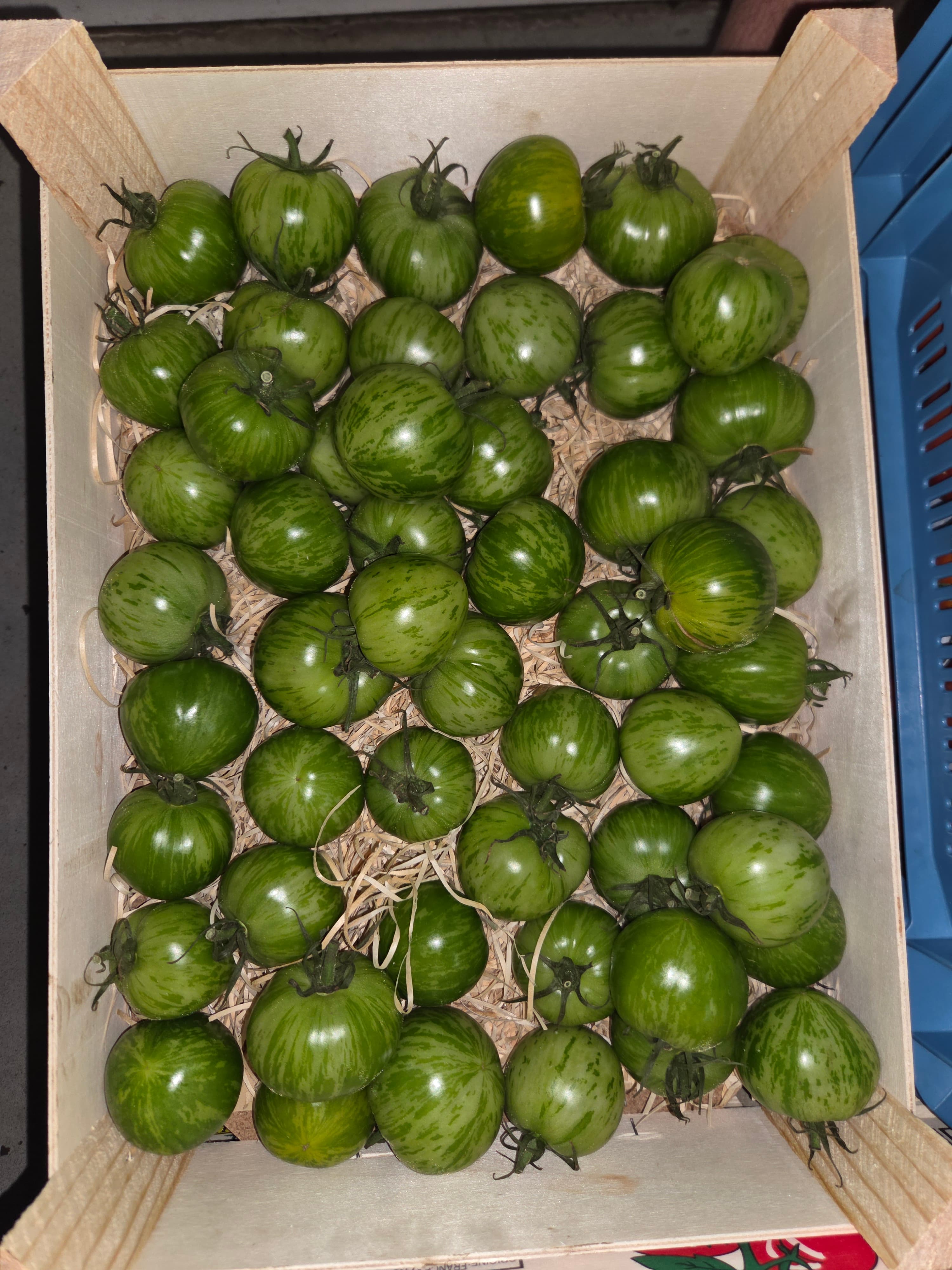 Tomate Zebra